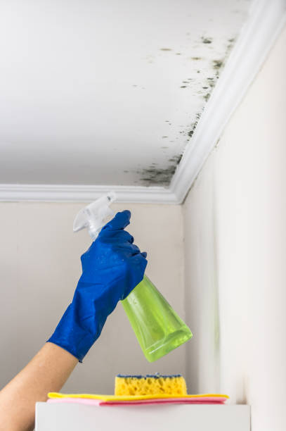 Best DIY Mold Remediation in USA